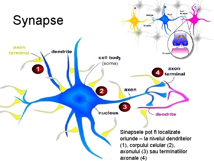 Synapse Sinapsele pot fi localizate oriunde – la nivelul dendritelor (1), corpului celular (2),