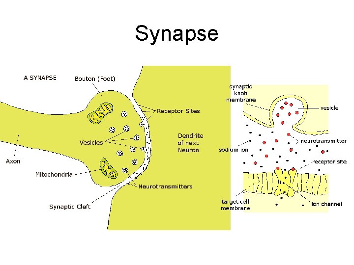 Synapse 