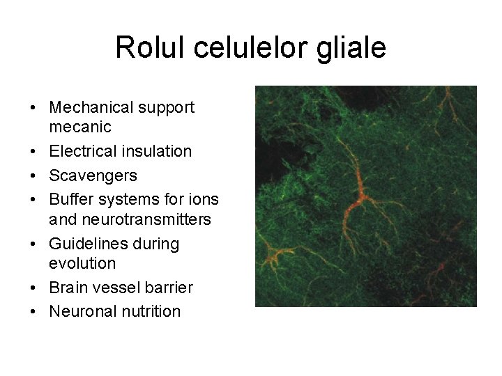 Rolul celulelor gliale • Mechanical support mecanic • Electrical insulation • Scavengers • Buffer