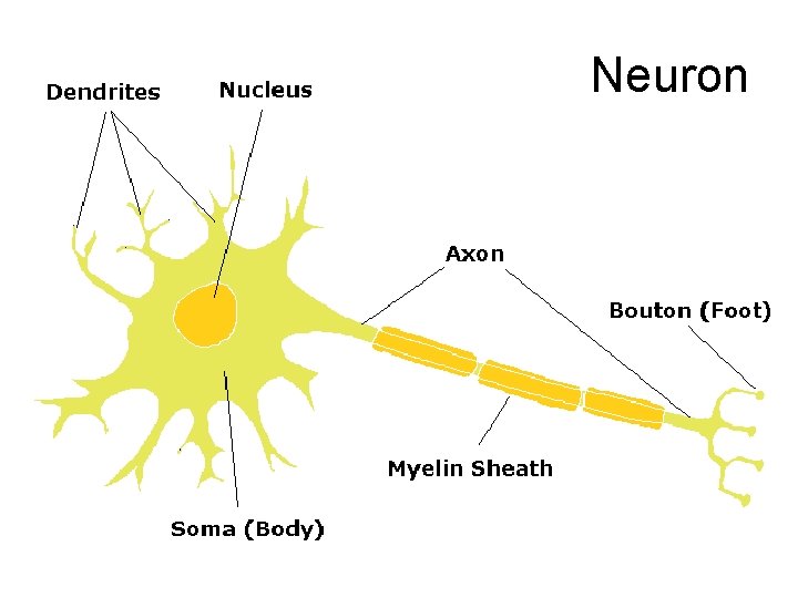 Neuron 