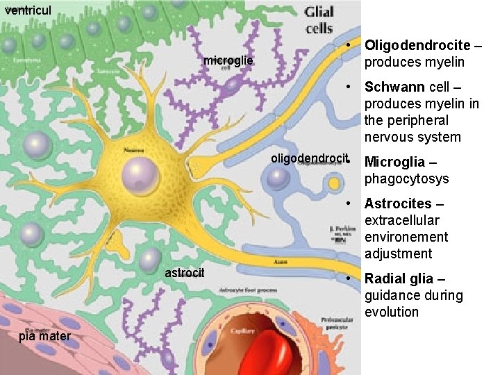 ventricul glia microglie • Oligodendrocite – produces myelin • Schwann cell – produces myelin