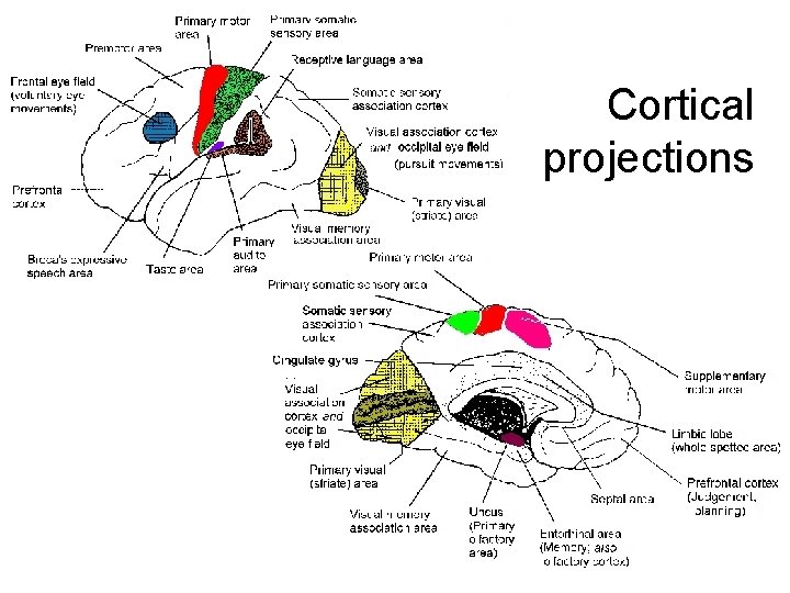 Cortical projections 