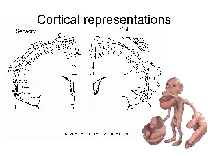 Cortical representations 