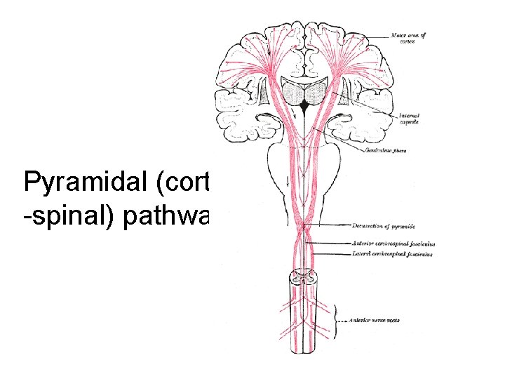 Pyramidal (cortico -spinal) pathway 