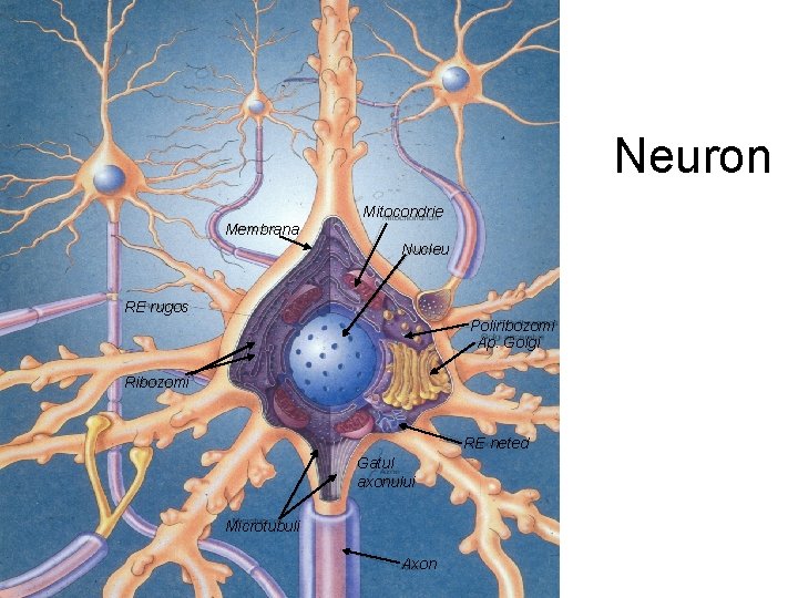 Neuron Mitocondrie Membrana Nucleu RE rugos Poliribozomi Ap. Golgi Ribozomi RE neted Gatul axonului