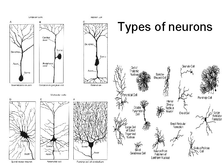 Types of neurons 