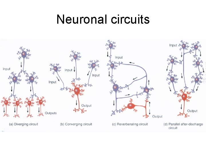 Neuronal circuits 