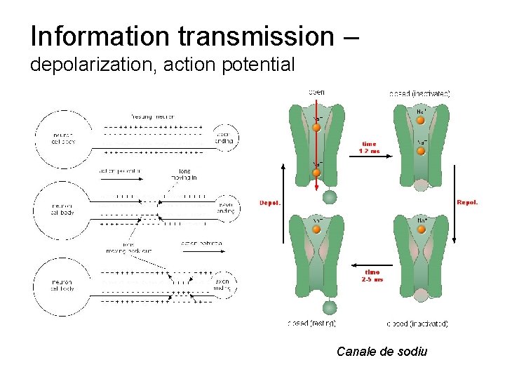 Information transmission – depolarization, action potential Canale de sodiu 
