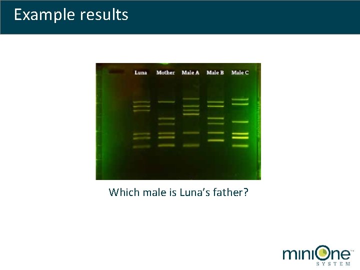 Example results Which male is Luna’s father? 