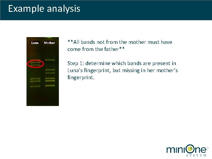 Example analysis **All bands not from the mother must have come from the father**