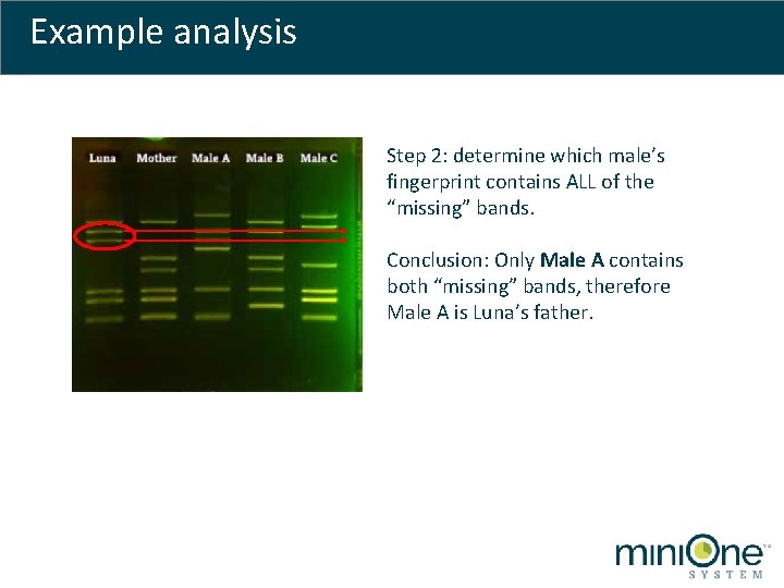 Example analysis Step 2: determine which male’s fingerprint contains ALL of the “missing” bands.