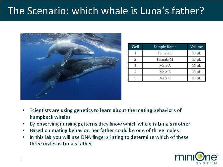 The Scenario: which whale is Luna’s father? • Scientists are using genetics to learn