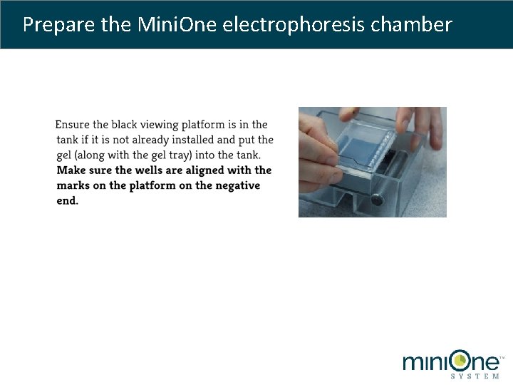 Prepare the Mini. One electrophoresis chamber 