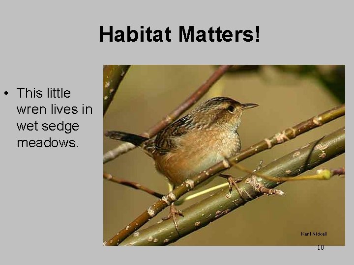 Habitat Matters! • This little wren lives in wet sedge meadows. Kent Nickell 10