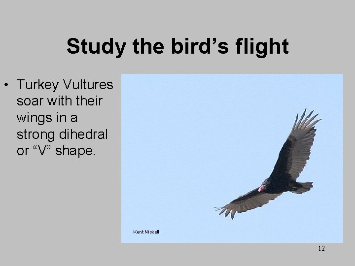 Study the bird’s flight • Turkey Vultures soar with their wings in a strong