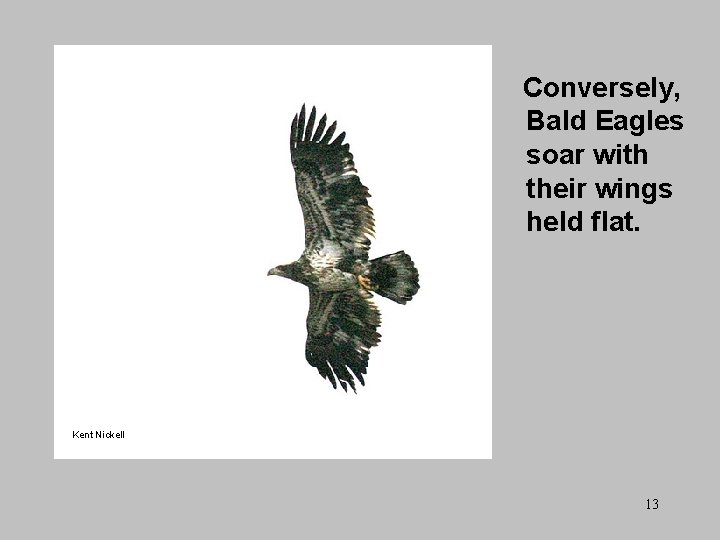 Conversely, Bald Eagles soar with their wings held flat. Kent Nickell 13 