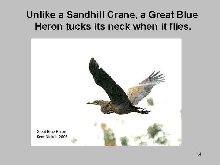 Unlike a Sandhill Crane, a Great Blue Heron tucks its neck when it flies.