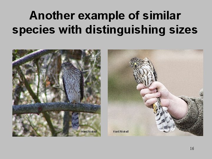 Another example of similar species with distinguishing sizes Kent Nickell 16 