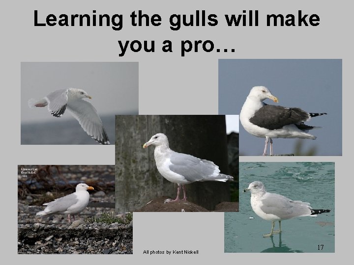 Learning the gulls will make you a pro… All photos by Kent Nickell 17