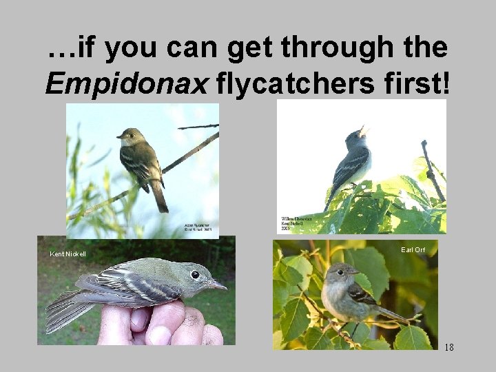 …if you can get through the Empidonax flycatchers first! Kent Nickell Earl Orf 18