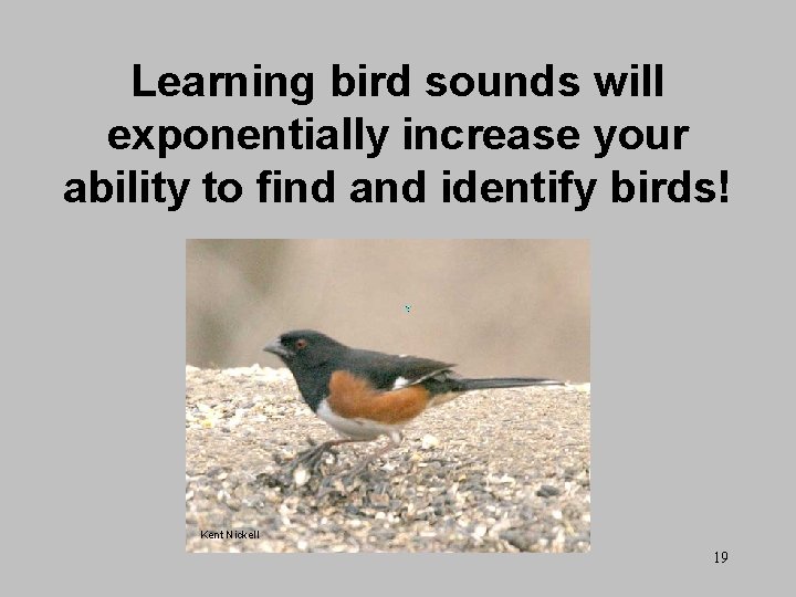 Learning bird sounds will exponentially increase your ability to find and identify birds! Kent