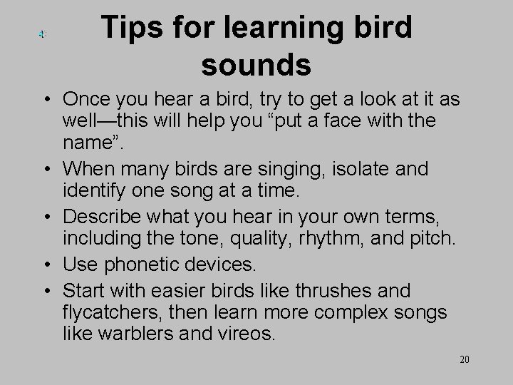 Tips for learning bird sounds • Once you hear a bird, try to get