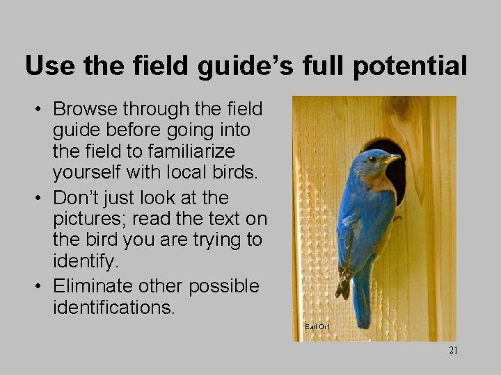 Use the field guide’s full potential • Browse through the field guide before going