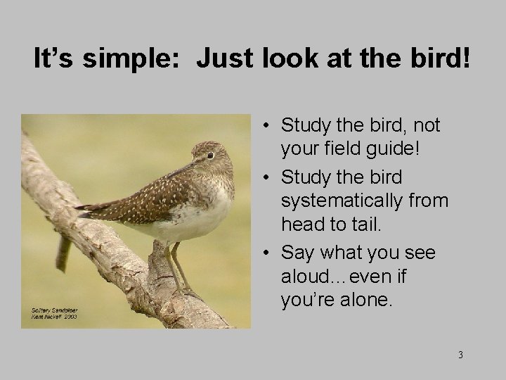 It’s simple: Just look at the bird! • Study the bird, not your field