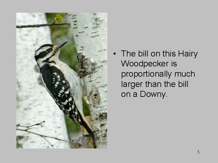  • The bill on this Hairy Woodpecker is proportionally much larger than the