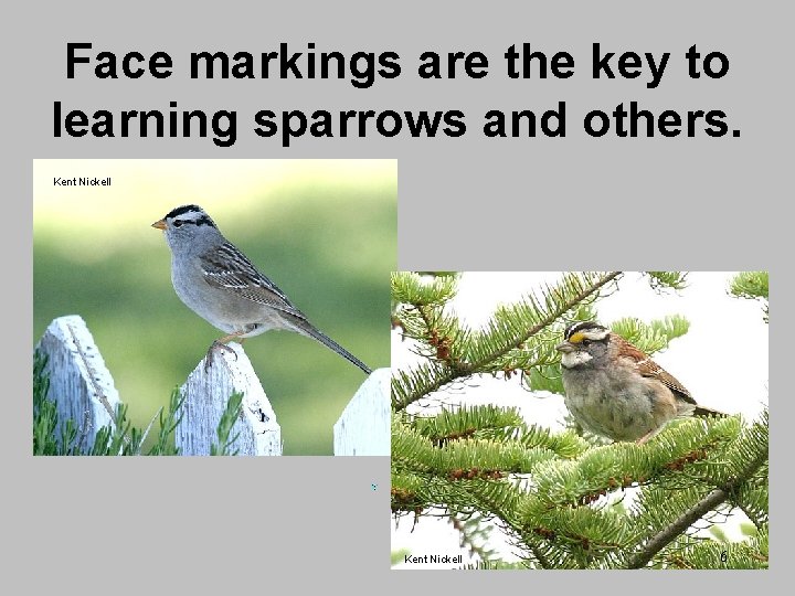 Face markings are the key to learning sparrows and others. Kent Nickell 6 