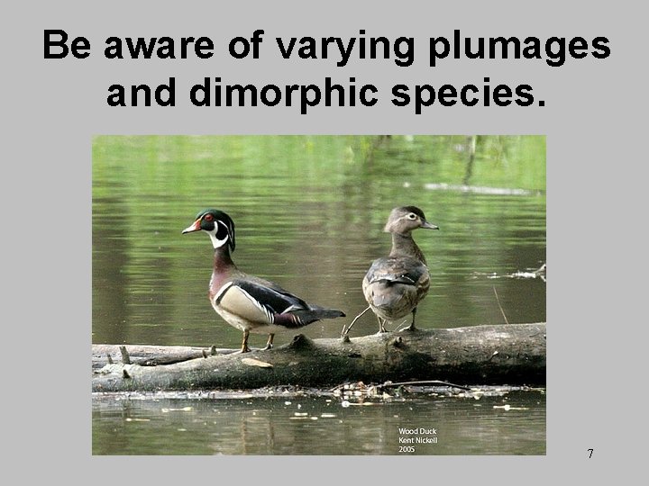 Be aware of varying plumages and dimorphic species. 7 