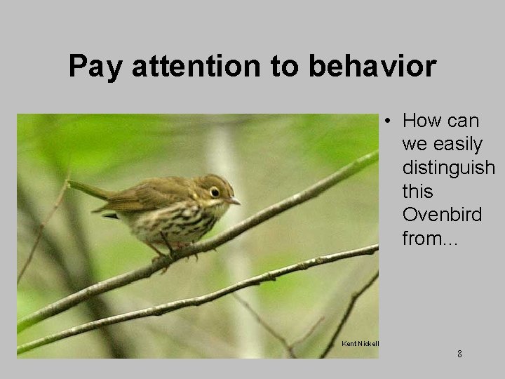 Pay attention to behavior • How can we easily distinguish this Ovenbird from… Kent