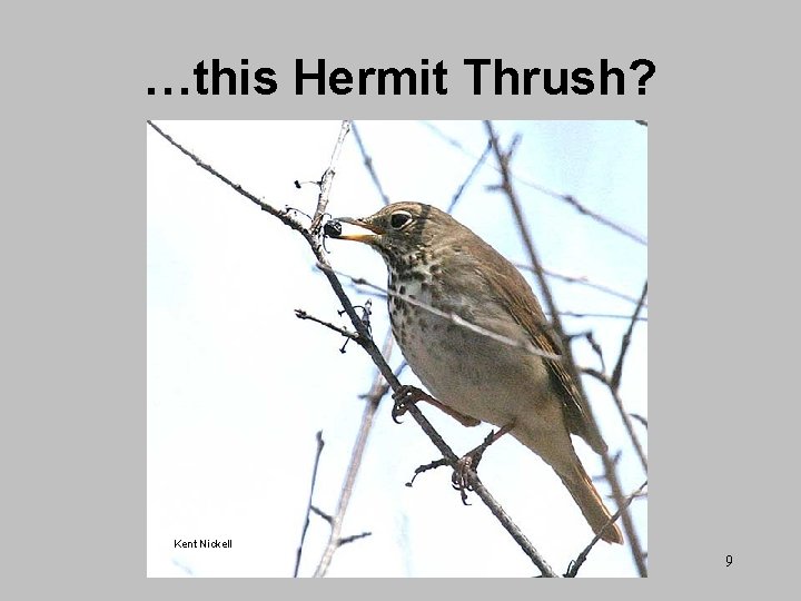 …this Hermit Thrush? Kent Nickell 9 