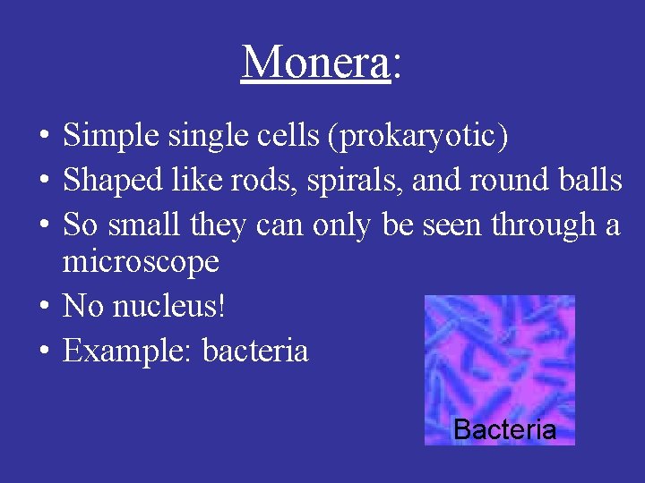 Monera: • Simple single cells (prokaryotic) • Shaped like rods, spirals, and round balls