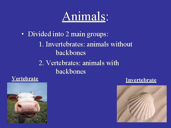 Animals: • Divided into 2 main groups: 1. Invertebrates: animals without backbones 2. Vertebrates: