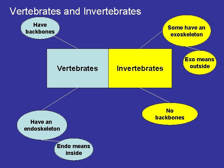 Vertebrates and Invertebrates Have backbones Some have an exoskeleton Vertebrates Have an endoskeleton Endo