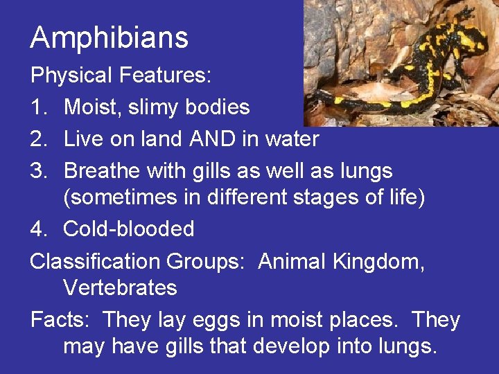Amphibians Physical Features: 1. Moist, slimy bodies 2. Live on land AND in water