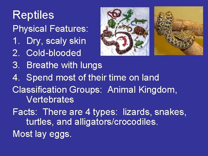 Reptiles Physical Features: 1. Dry, scaly skin 2. Cold-blooded 3. Breathe with lungs 4.