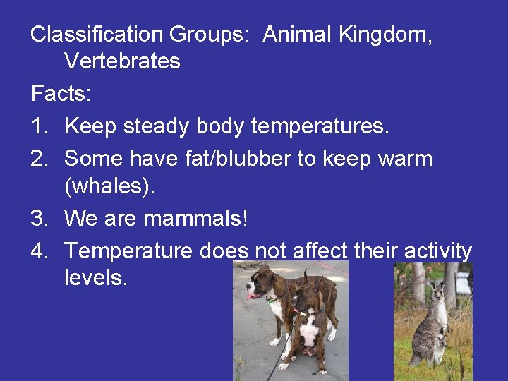 Classification Groups: Animal Kingdom, Vertebrates Facts: 1. Keep steady body temperatures. 2. Some have