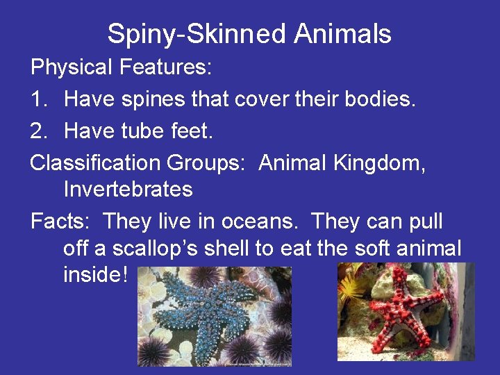 Spiny-Skinned Animals Physical Features: 1. Have spines that cover their bodies. 2. Have tube