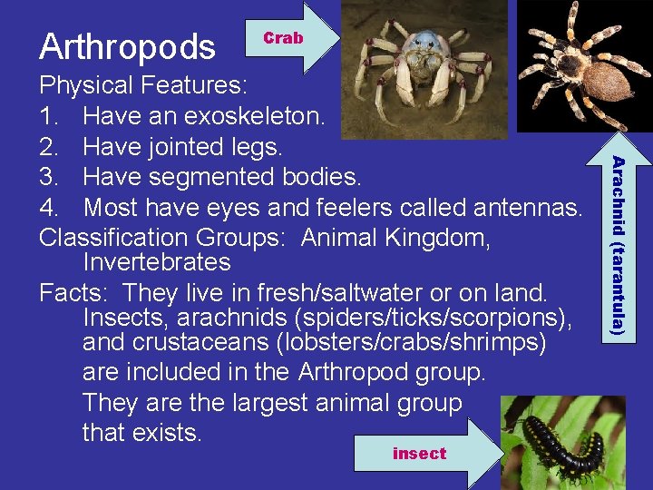 Arthropods Crab insect Arachnid (tarantula) Physical Features: 1. Have an exoskeleton. 2. Have jointed