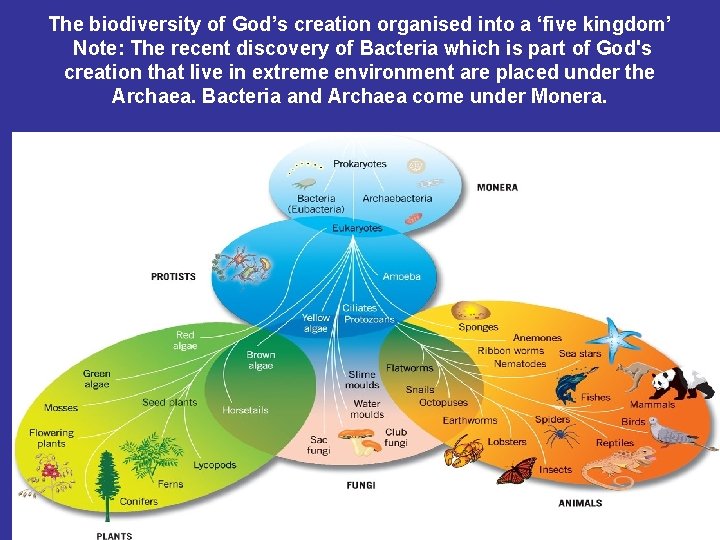 The biodiversity of God’s creation organised into a ‘five kingdom’ Note: The recent discovery