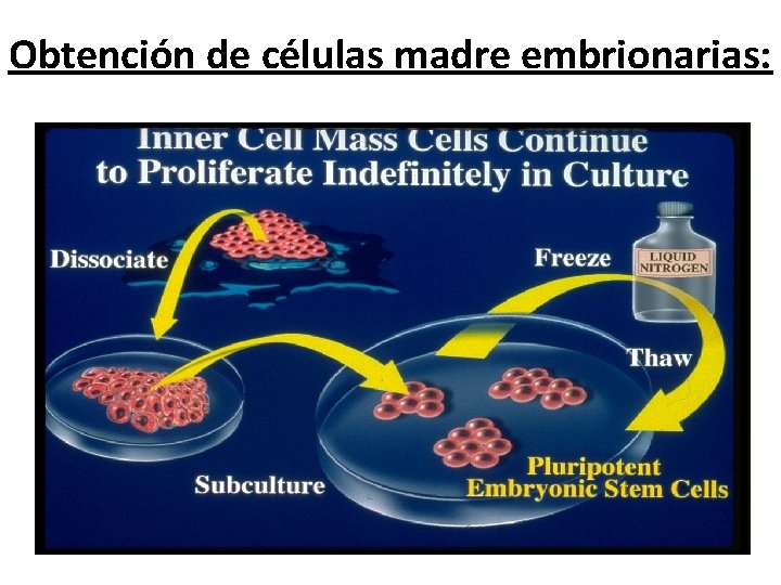 Obtención de células madre embrionarias: 