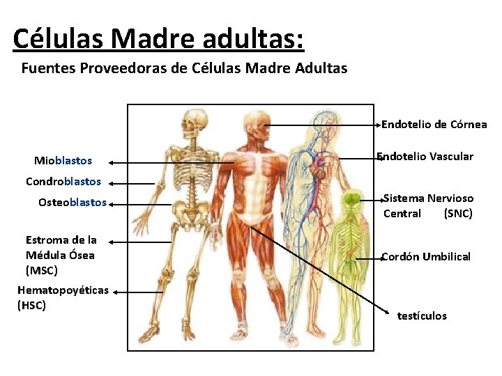 Células Madre adultas: Fuentes Proveedoras de Células Madre Adultas Endotelio de Córnea Mioblastos Endotelio