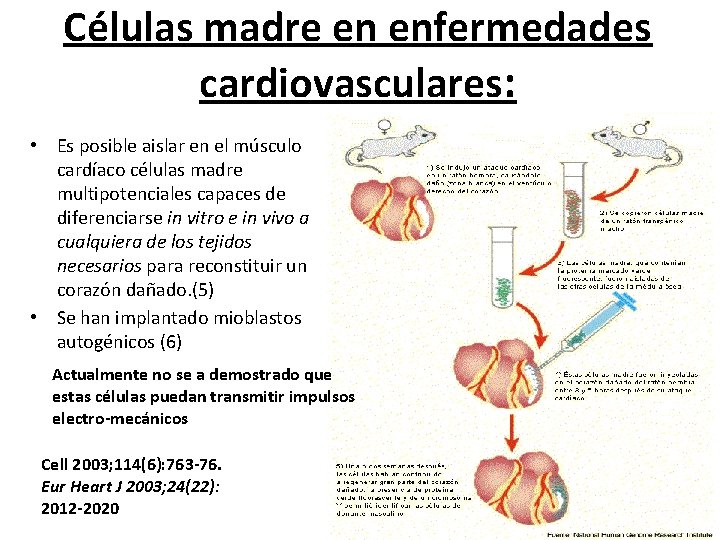 Células madre en enfermedades cardiovasculares: • Es posible aislar en el músculo cardíaco células