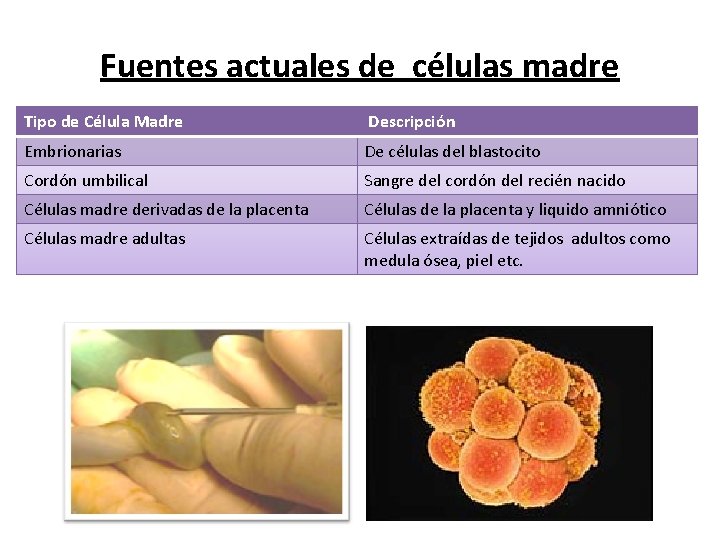 Fuentes actuales de células madre Tipo de Célula Madre Descripción Embrionarias De células del
