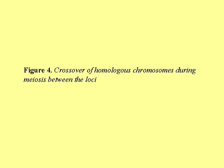 Figure 4. Crossover of homologous chromosomes during meiosis between the loci 