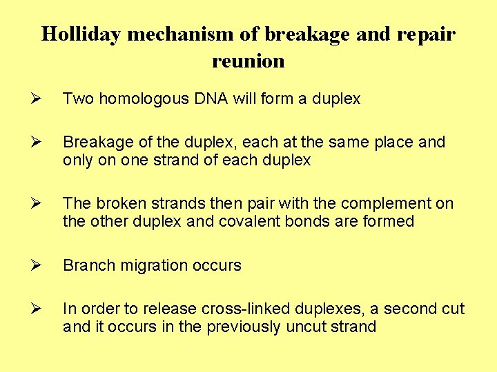 Holliday mechanism of breakage and repair reunion Ø Two homologous DNA will form a