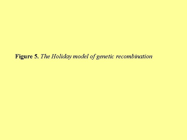 Figure 5. The Holiday model of genetic recombination 