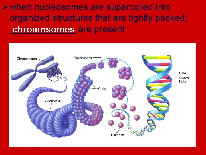 Ø when nucleosomes are supercoiled into organized structures that are tightly packed, _______ are